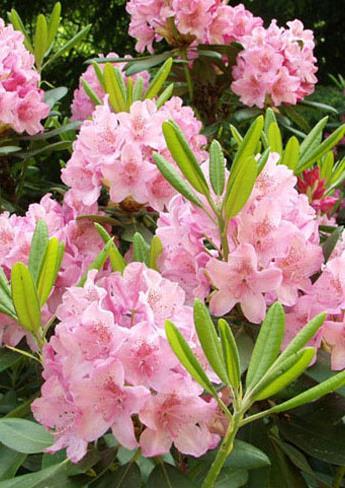 MARJATANALPPIRUUSU HELSINGIN YLIOPISTO Rhododendron tigerstedtiiryhmä FinE Varhain kesäkuussa kukkaan puhkeava lajike on jalostettu Suomen ilmastoon sopivaksi ja se menestyy Oulun korkeudella saakka.