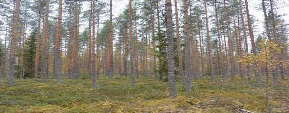 turvekankaat ovat