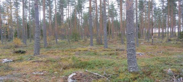 Kivenneva on suotyypiltään