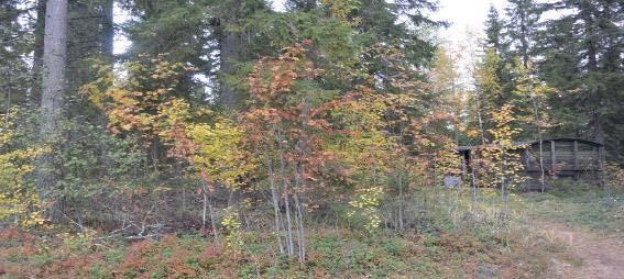 kangasmetsää ja