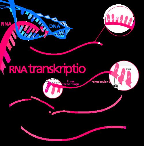 ja koodaavaa juostetta (+)-juosteeksi (koodaavassa juosteessa siis sama emäsjärjestys kuin muodostuvassa RNA-molekyylissä).