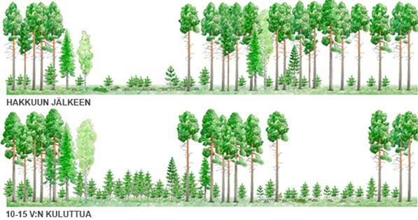 5 Kuva 3. Pienaukko hakkuu eri-ikäisrakenteisessa metsänkasvatuksessa. (Metsä Forest 20
