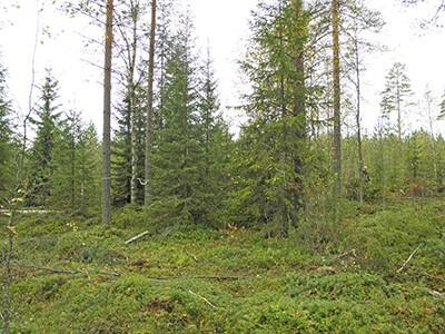 3 Kuva 1. Riistatiheikkö (Metsäkeskus 2016). 2.2 Vaihettumisvyöhykkeet Vaihettumisvyöhykkeet (kuva 2, s. 4) ovat kahden erilaisen ekosysteemin välissä sijaitsevia alueita.
