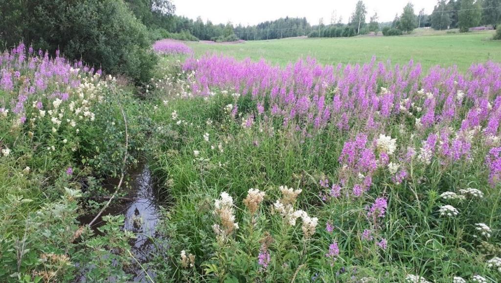POHJAVESIALUEIDEN SUOJELUSUUNNITELMA 18 Kuva 11. Harmoisten pohjavesialueen itäpuoleiseen laaksopainanteeseen sijoittuu laaja peltoalue. 5.