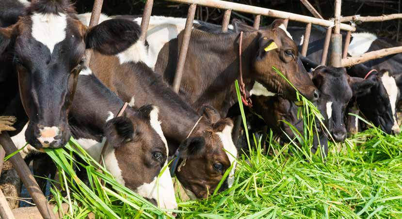 Parasta nurmirehua Parasta nurmirehua Korkealaatuinen nurmirehu edistää eläinterveyttä. Terveet eläimet yltävät korkeisiin maitotuotoksiin.