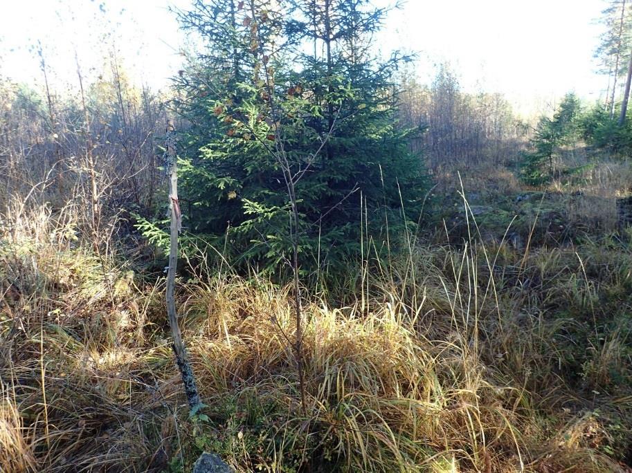 Kalalahden asemakaava, kaavaselostus, liite 4: Muinaisjäännösinventointi 9 Pohjoisemmalta alueelta todettiin toinenkin kivistä tehty rajamerkki.