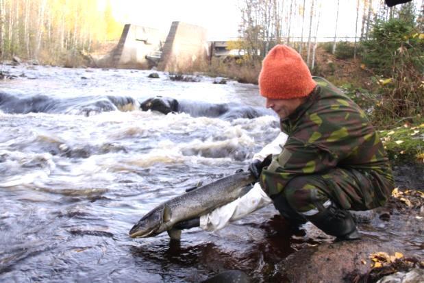 Osatyö 4: Järvilohen ja taimenen luontaisen elinkierron elvytyskeinot Pielisjoessa, Ala-Koitajoessa ja Lieksanjoessa TP 1: