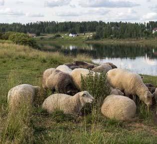 Vastuut ja velvollisuudet Kuka vastaa laiduneläimistä? Karjan omistaja vai matkailuyrittäjä?