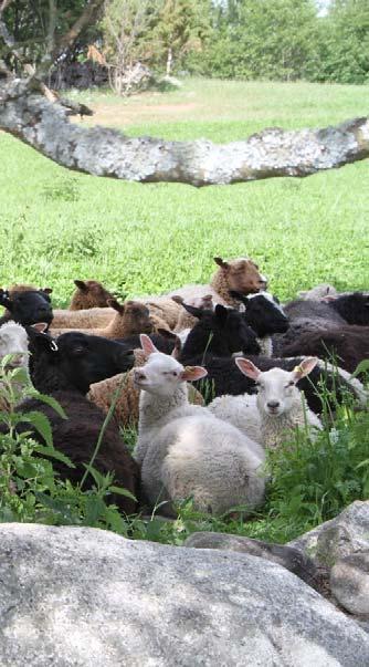 Laidunnuksen merkitys luonnon monimuotoisuudelle Perinnebiotoopit ovat syntyneet perinteisen maatalouden ja karjatalouden myötä Avoimet perinnebiotoopit: tuoreet ja kosteat niityt, kedot,