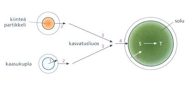 Rajapintojen ylityksiä Molekyylien liukeneminen kaasukuplasta tai kiinteästä partikkelista kasvatusliuokseen ja siirtyminen solun sisälle tapahtuu monen välivaiheen kautta 1.