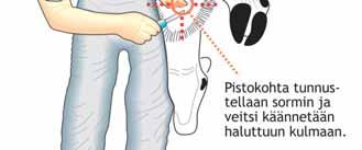 vaaleiksi/valkoisiksi Lihakset voivat nykiä lievästi, vaikka eläin olisi kuollut Lähde: Eläinten hyvinvointikeskus 2013, Hyvä toimintatapa teurastuksessa Nauta Pään irrotus Potkien verisyydestä voi