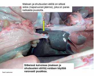 Maksan ja ohutsuolen välinen sidos. Kuva Sauli Laaksonen. Peräsuolen irrotuksen eri työvaiheet. Pötsin ja suoliston sisältö on kaikkein mikrobipitoisin osa eläintä.