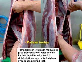Elimiä ei pestä vedellä. Elimissä mahdollisesti oleva lika poistetaan leikkaamalla. Poikkeavat tai likaiset elimet ripustetaan erikseen varmistaen jäljitettävyys.