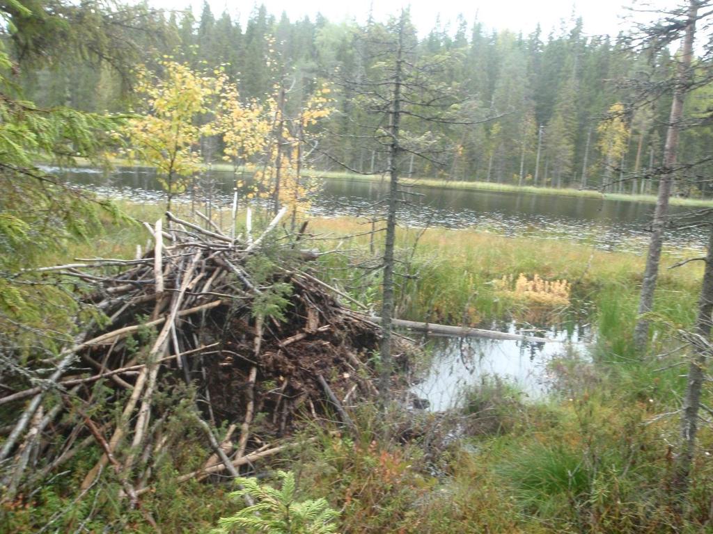 Paistinvaaran pohjoisrinteen tyvellä sijaitsevilla toimenpidekuvioilta tavattiin kantoraippasammalta (Anastrophyllum hellerianum) NT ja raidankeuhkojäkälää (Lobaria pulmonaria) NT.