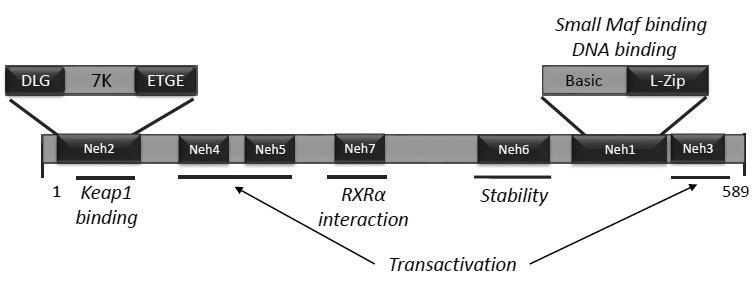 4 Figure 1. The structure of transcription factor Nrf2 that consists of 589 amino acids and has seven domains, Neh1-6.