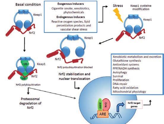 5 Figure 2. The activation of Nrf2-KEAP1 pathway. Nrf2 is activated by different exogenous or endogenous inducers.