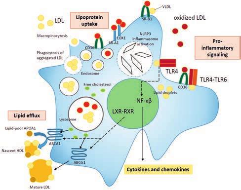 13 Figure 5. Cholesterol trafficking in foam cell macrophages. Native and modified or aggregated LDL are transported to macrophages via different receptors, micropinocytosis and phagocytosis.