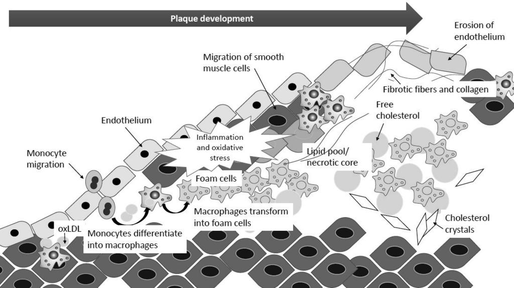 14 monocytes in mice that promote a Th2 response and are proposed to be the precursors of anti-atherogenic M2 macrophages.