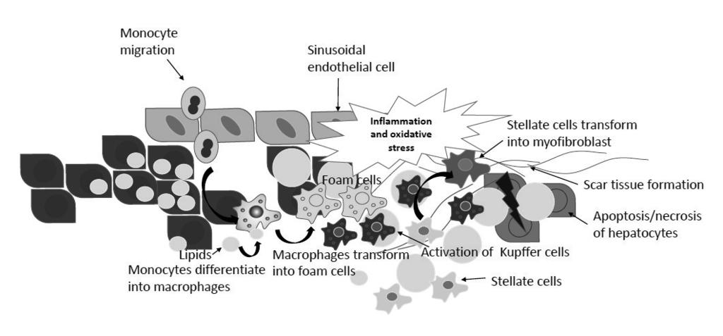 19 effects on vascular homeostasis and function (Hsieh et al. 2014).
