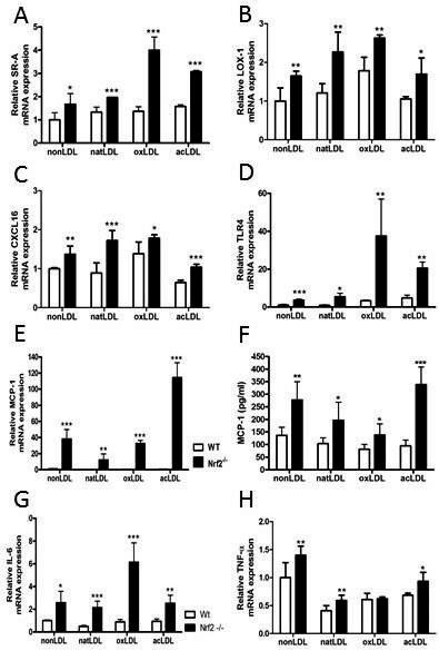 39 Figure 14. Nrf2 deficiency upregulated the mrna expression of several scavenger receptors and proinflammatory cytokines in peritoneal macrophages (study I).