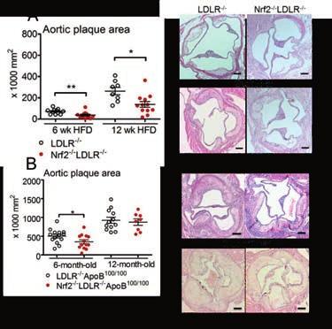41 5.3 GLOBAL DEFICIENCY OF NRF2 PREDISPOSES TO MYOCARDIAL INFARCTION Although Nrf2 deficiency reduced atherogenesis in LDLR -/- ApoB 100/100 mice, Nrf2 deficiency significantly impaired the survival