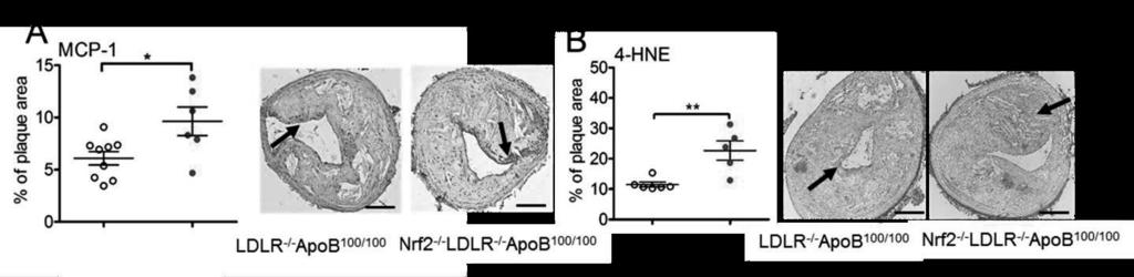These results support the notion that the loss of Nrf2 possibly promotes a proinflammatory phenotype in macrophages, locally found in the vascular wall that may contribute to the plaque