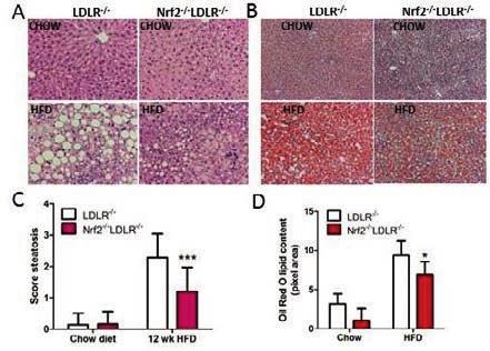 44 Figure 19. Loss of Nrf2 reduced HFD-induced hepatic steatosis in LDLR -/- mice (study III).