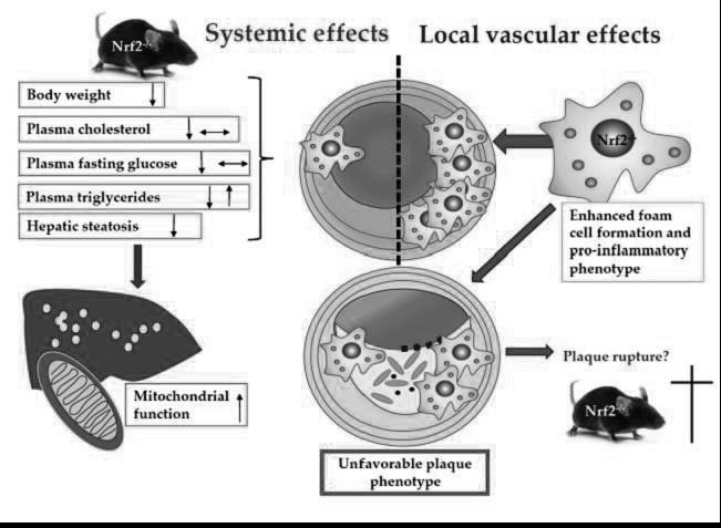 55 8 References Adamson, S. & Leitinger, N., 2011. Phenotypic modulation of macrophages in response to plaque lipids. Current opinion in lipidology, 22(5), pp.335 42. Akram, O.N. et al, 2010.
