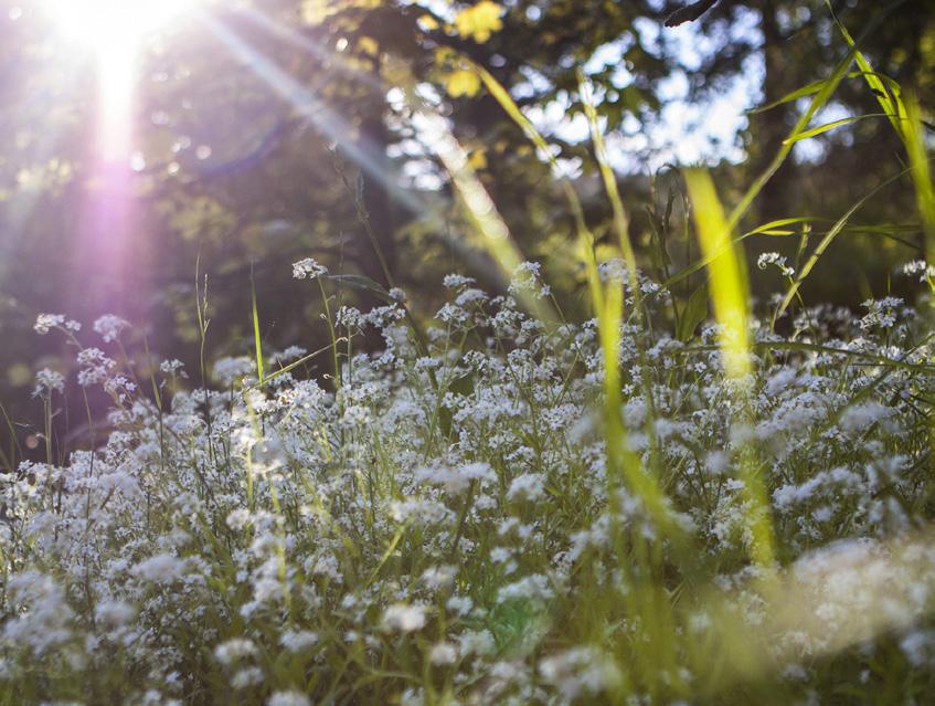 6 Tapahtumat 2019 Puijon seurakunnan jumalanpalvelukset kesäaikana Puijon seurakunnan jumalanpalvelukset siirtyvät kesäaikana sunnuntaisin klo 11.00 Pyhän Markuksen kappeliin, Siunauskappelintie 3.