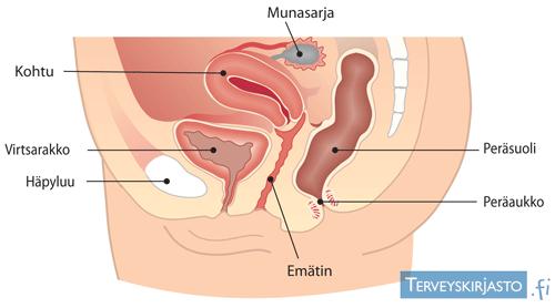 13 Kuva 3. Halkileikkaus naisen sukupuolielimistöstä (Terveyskirjasto) Emätin on putkimainen elin, joka yhdistää sisäisiä ja ulkoisia sukupuolielimiä. Emätintä päällystää kerrostunut levyepiteeli.
