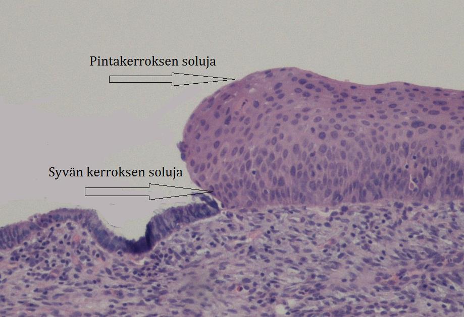 histologinen leike X200 Kuva 5.