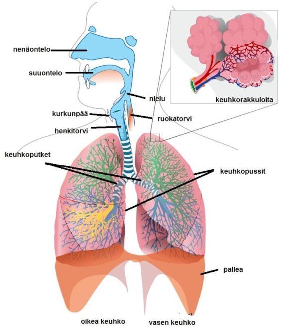 6 (Nienstedt ym. 2009: 267-269) Keuhkovaltimot ja pääkeuhkoputkien haarat kulkevat rinnakkain, ja niissä virtaa vähähappinen veri.