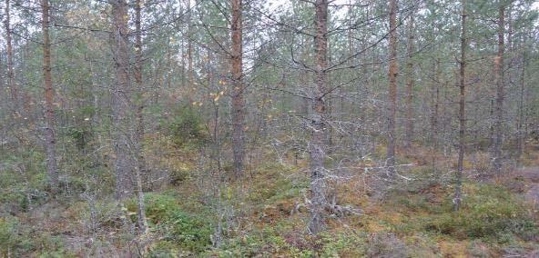 Nuoret talousmetsinä