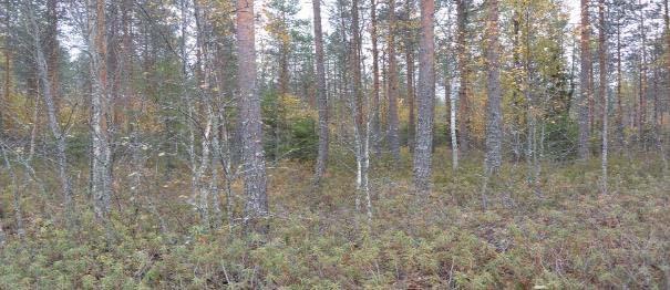 eteläpuolella oleva