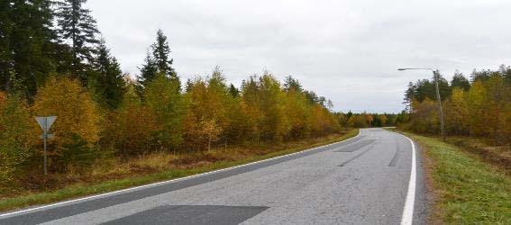 kangasmetsää ja vanha