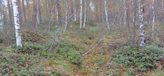 säästöpuuryhmä Kuva T.