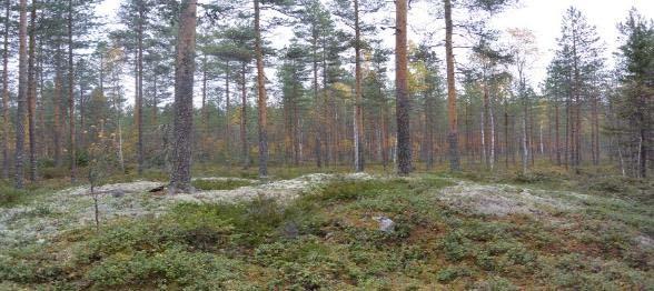 alueen linnustoon kuuluu mm.