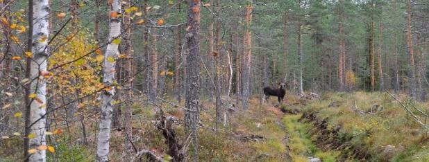 Selvitysalue on hirvien