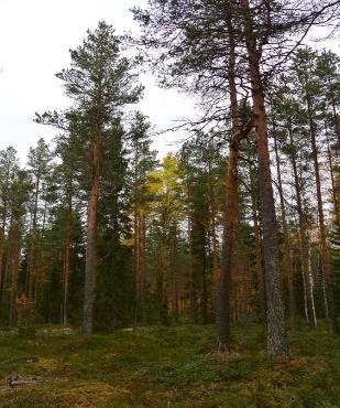 Puuryhmä