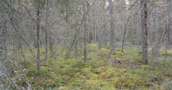 5. Korpikuusikko metsälaki, lintudirektiivi,( luontodirektiivi), (uhanalaisluokitus)