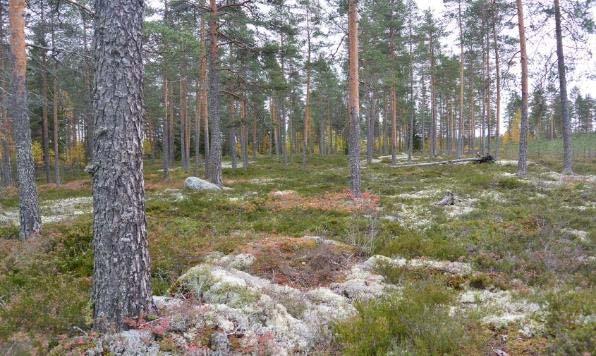 6. Avokallioselänne Lähimaisemallisesti merkittävä avokallioselänne,