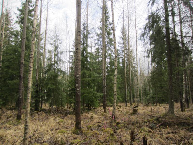 Kivelän luonnonsuojelualueelta havaittiin kaksi papanapuuta sekä kaksi kolohaapaa, joide n tyviltä havaittiin papanoita.