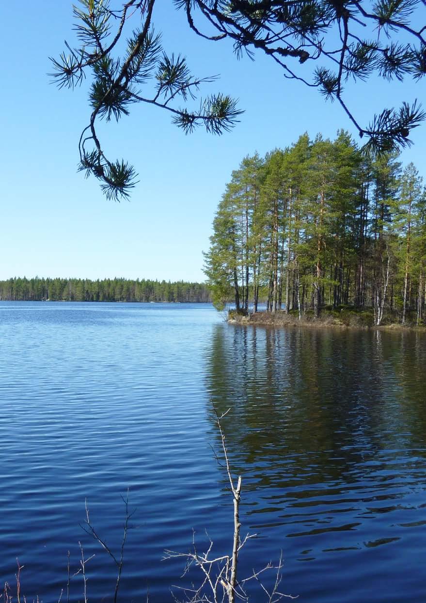 Humus on pääasiassa hajoavasta kasviaineksesta