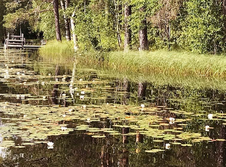 Rehevöityminen on vesistöjen suurin ongelma RAVINNEKUORMITUKSEN aiheuttamaa rehevöitymistä pidetään yleisesti Suomen vesistöjen suurimpana ongelmana.