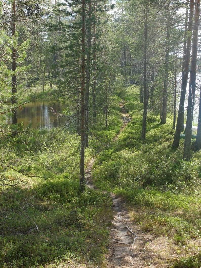 Rakennuspaikan kohdalla korkeuseroa on n. 7 m.