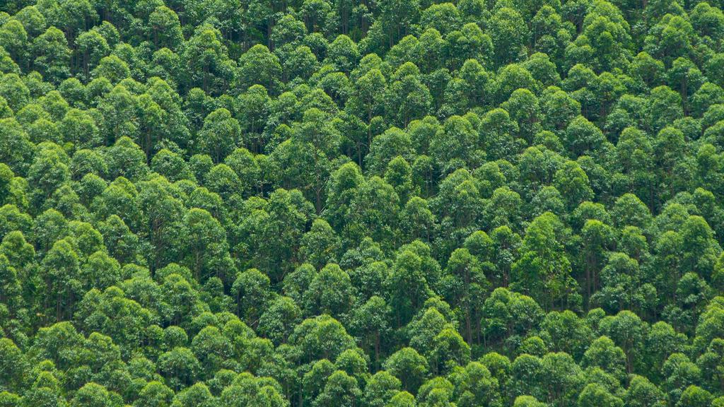 Kestävä metsänhoito Kestävästi hoidetut metsät kasvavat enemmän, ja samalla ne huolehtivat luonnon