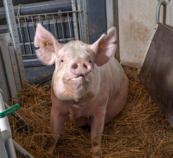 PROGUT - EI MIKÄ TAHANSA REHUHIIVA Enemmän ternimaitoa Parempi ternimaidon laatu Alempi progesteronipitoisuus veressä porsimisen aikana Nopeampi porsiminen Korkeampi vieroituspaino Alempi kuolleisuus