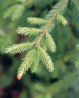 Metsä Metsämaan ostaja saa hyödykseen metsävähennyksen, joka on 60 % metsään kohdistetusta kauppahinnasta kuluineen.