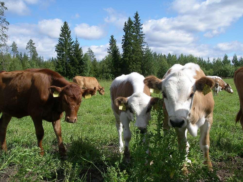 Kastroitu sonni Eli härkä rinnastetaan