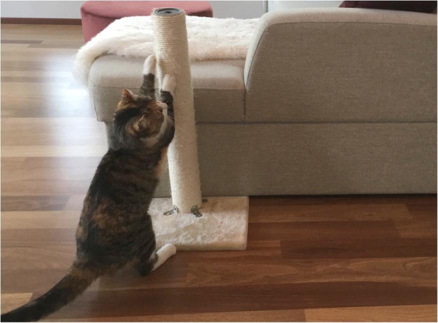 Kissaa voi estää raapimasta huonekalua peittämällä kissan suosima kohta muovilla (Hart 1980), löysällä peitteellä tai kaksipuoleisella teipillä (Frank 2002).